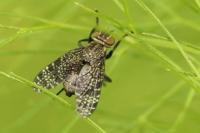 Platystoma seminationis