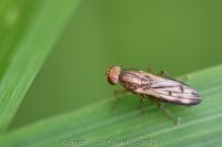Opomyza germinationis