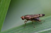 Opomyza germinationis