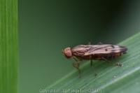 Opomyza germinationis