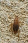 Planuncus vinzi