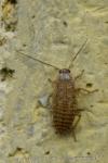 Ectobius pallidus