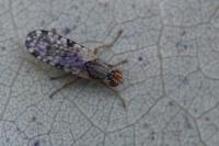 Campiglossa bidentis