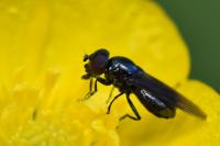 Melanogaster nuda