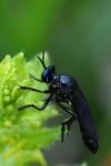 Dioctria atricapilla