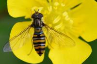 Episyrphus balteatus
