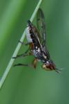 Dorycera graminum