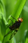 Otites porcus