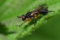 Cordilura albilabris