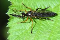 Dioctria rufipes