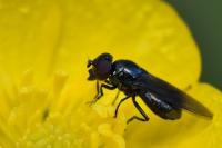 Melanogaster nuda