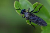Dioctria atricapilla