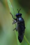 Dioctria atricapilla