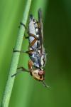 Dorycera graminum