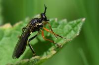 Dioctria rufipes