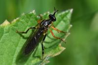 Dioctria rufipes