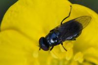 Melanogaster nuda