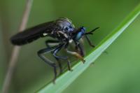 Dioctria atricapilla