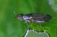 Dorycera graminum