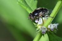 Eristalinus sepulchralis