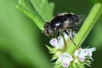 Eristalinus sepulchralis