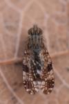Tephritis vespertina