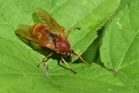 Coenomyia ferruginea