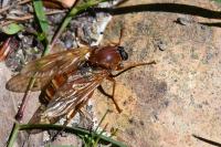 Coenomyia ferruginea