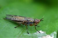 Dorycera graminum