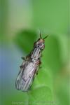 Dorycera graminum