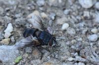 Blepharipa pratensis