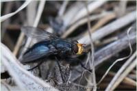Cynomya mortuorum