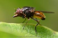 Rhingia campestris