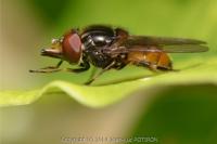 Rhingia campestris