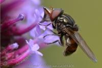 Rhingia campestris
