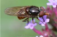 Rhingia campestris
