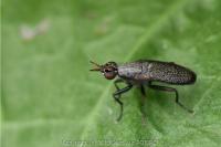 Coremacera marginata