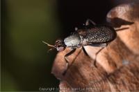 Coremacera marginata