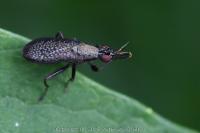 Coremacera marginata