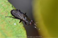 Coremacera marginata