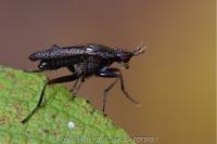 Coremacera marginata