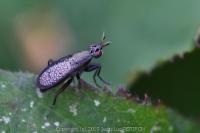 Coremacera marginata