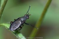 Coremacera marginata