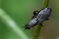 Coremacera marginata