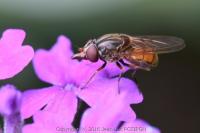 Rhingia campestris