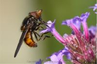 Rhingia campestris