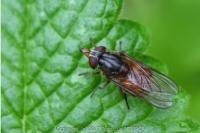 Rhingia campestris