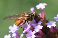 Rhingia campestris