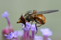 Rhingia campestris