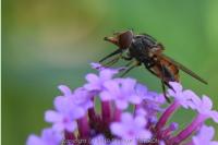 Rhingia campestris